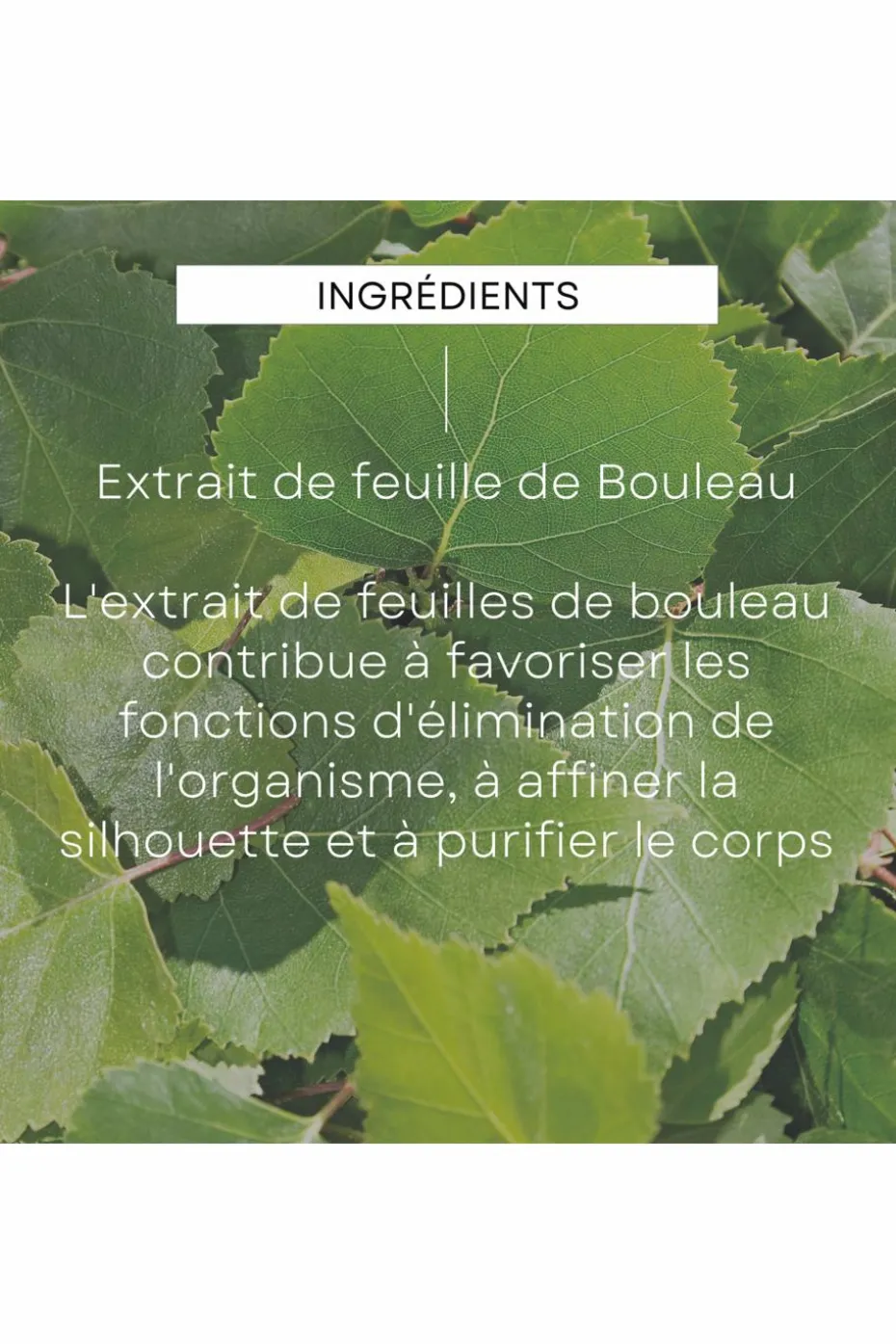 Crème de douche gommante au bouleau