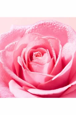 Duo eau micellaire very rose